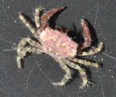 Image of Gorilla crabs