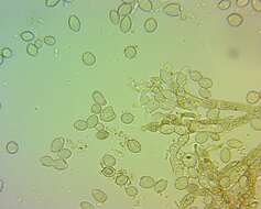 Image of Monilinia fructicola (G. Winter) Honey 1928