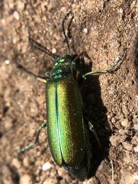 Image of Lytta (Lytta) vesicatoria (Linnaeus 1758)