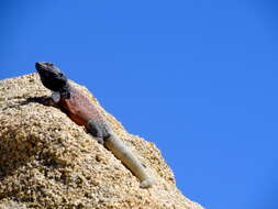 Image of Common Chuckwalla