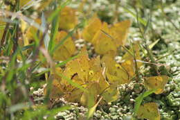 Image of Orange Sulphur