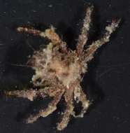Image of kelp crabs and spider crabs