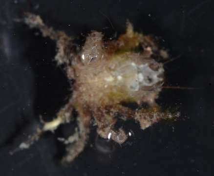 Image of Criocarcinus