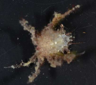 Image of Criocarcinus