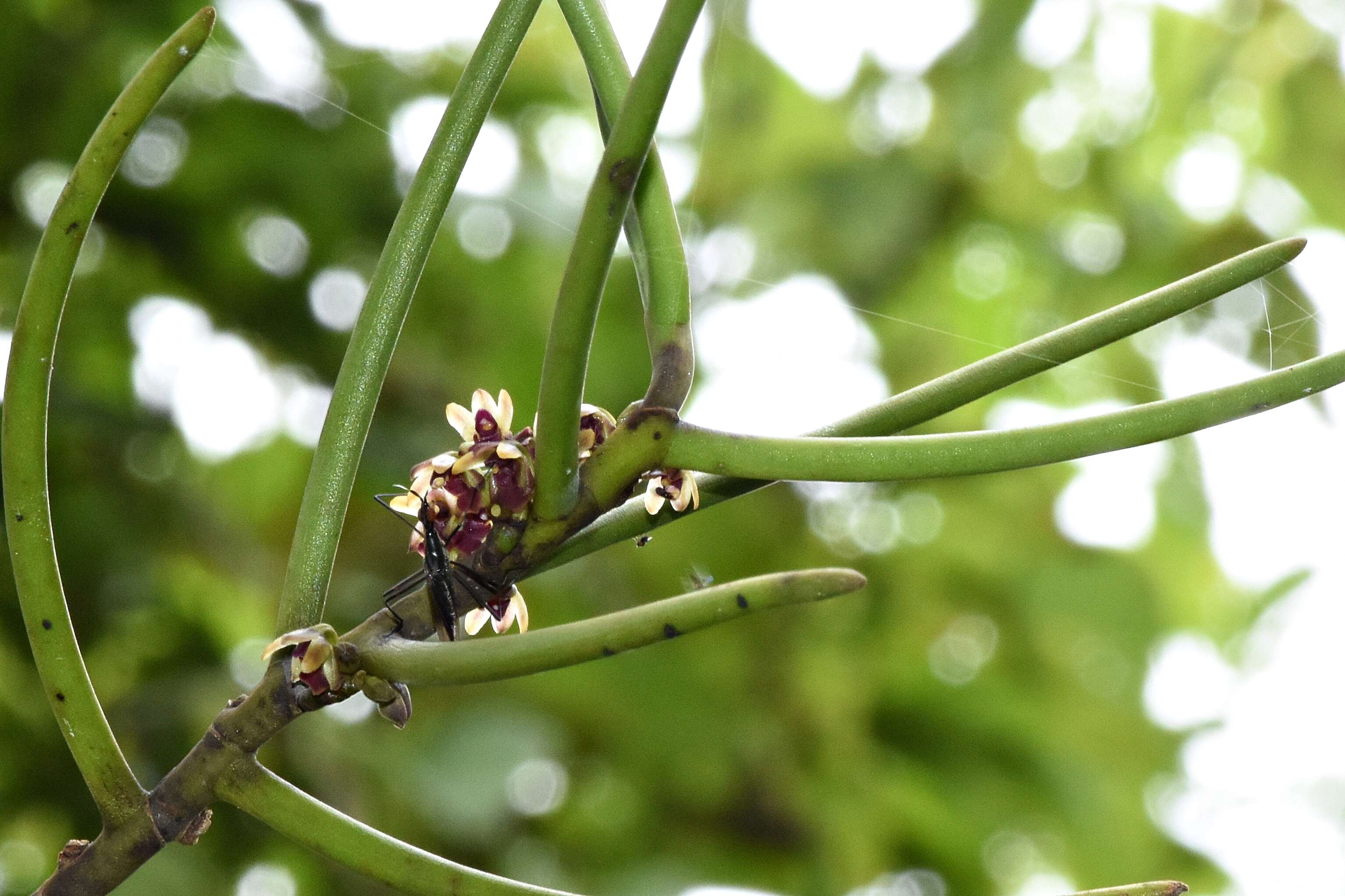 Plancia ëd Telostylinus