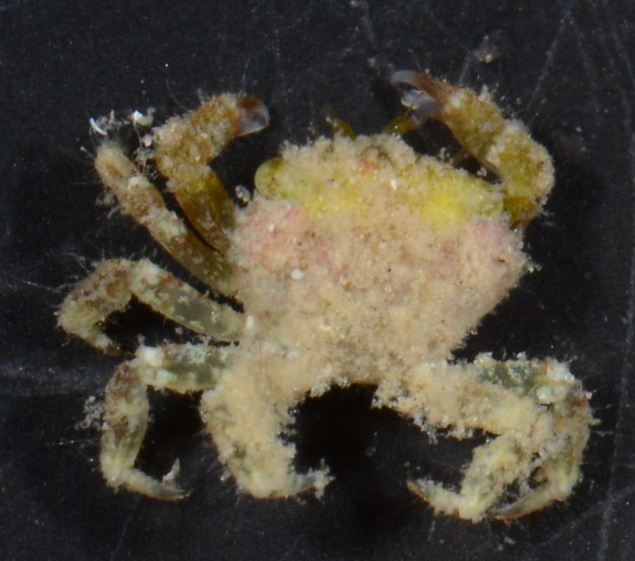 Image of Gorilla crabs