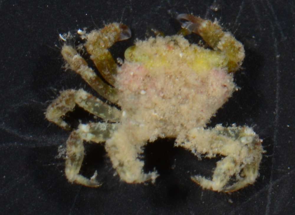 Image of Gorilla crabs