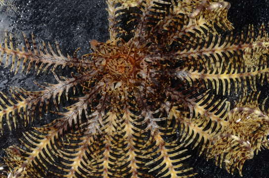 Imagem de Crinozoa