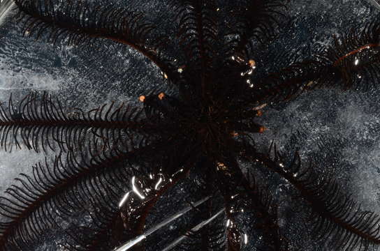 Imagem de Crinozoa