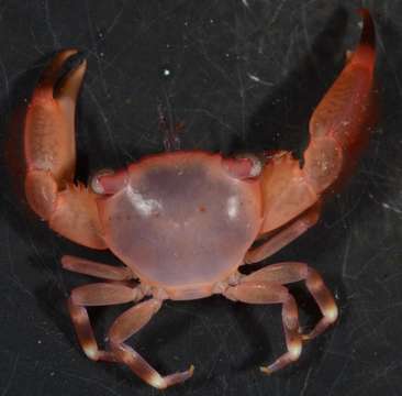 Image of orange coral guard crab