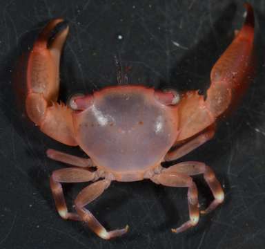 Image of orange coral guard crab