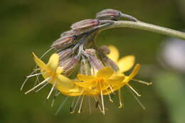 Image of Myosotis concinna Cheesem.