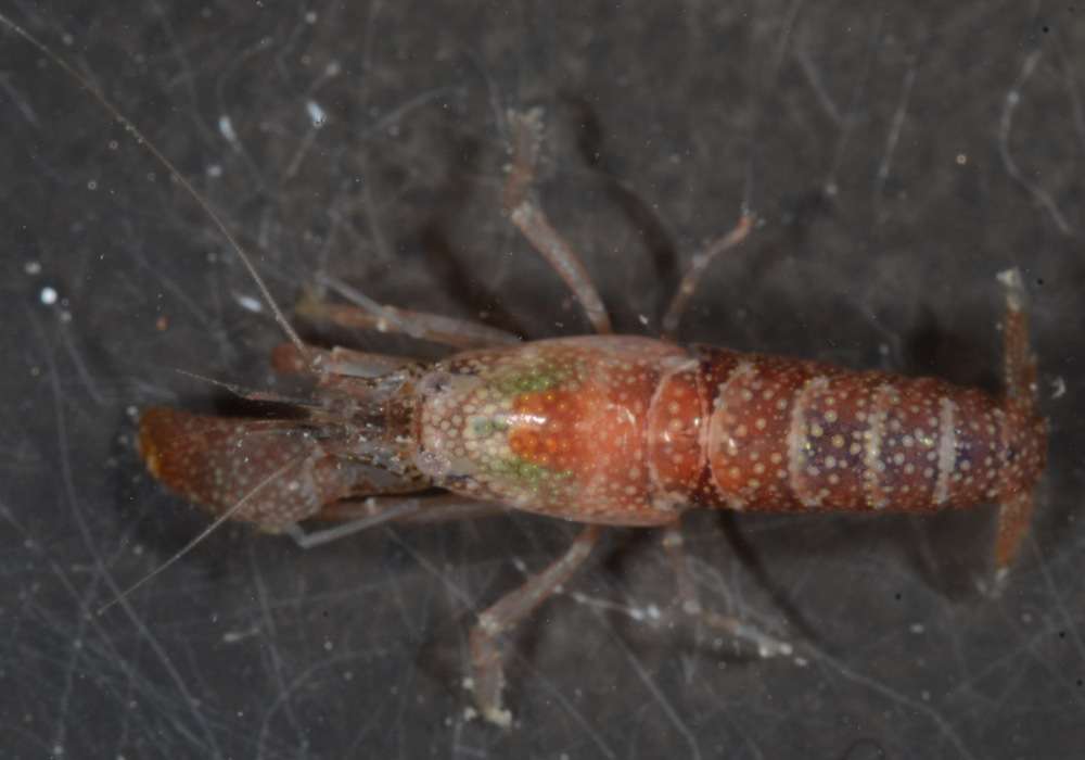 Image of Dirty sand goby shrimp