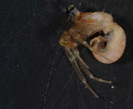 Image of Hermit Crabs and Mole Crabs