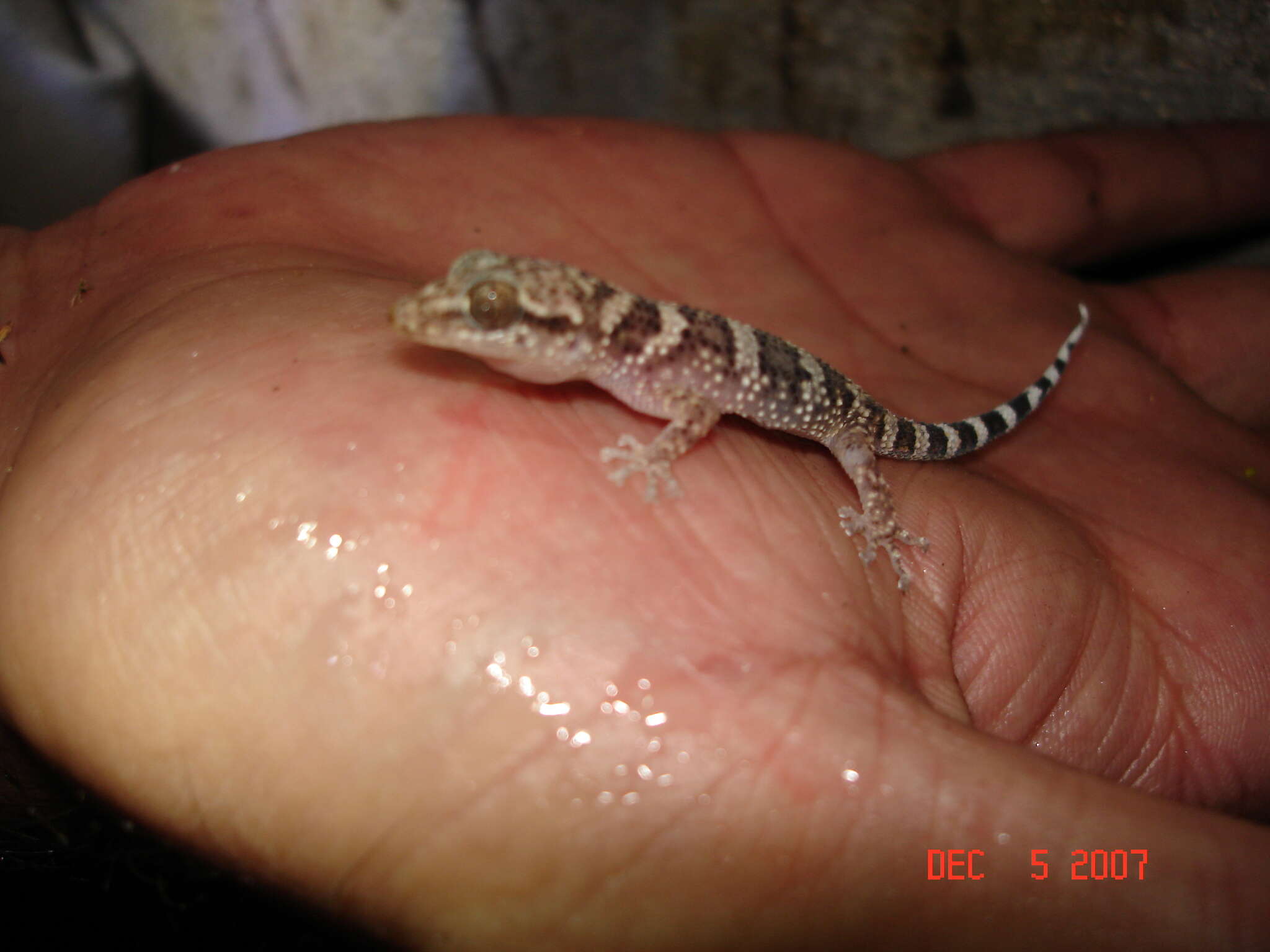 Image of Phyllodactylus wirshingi Kerster & Smith 1955