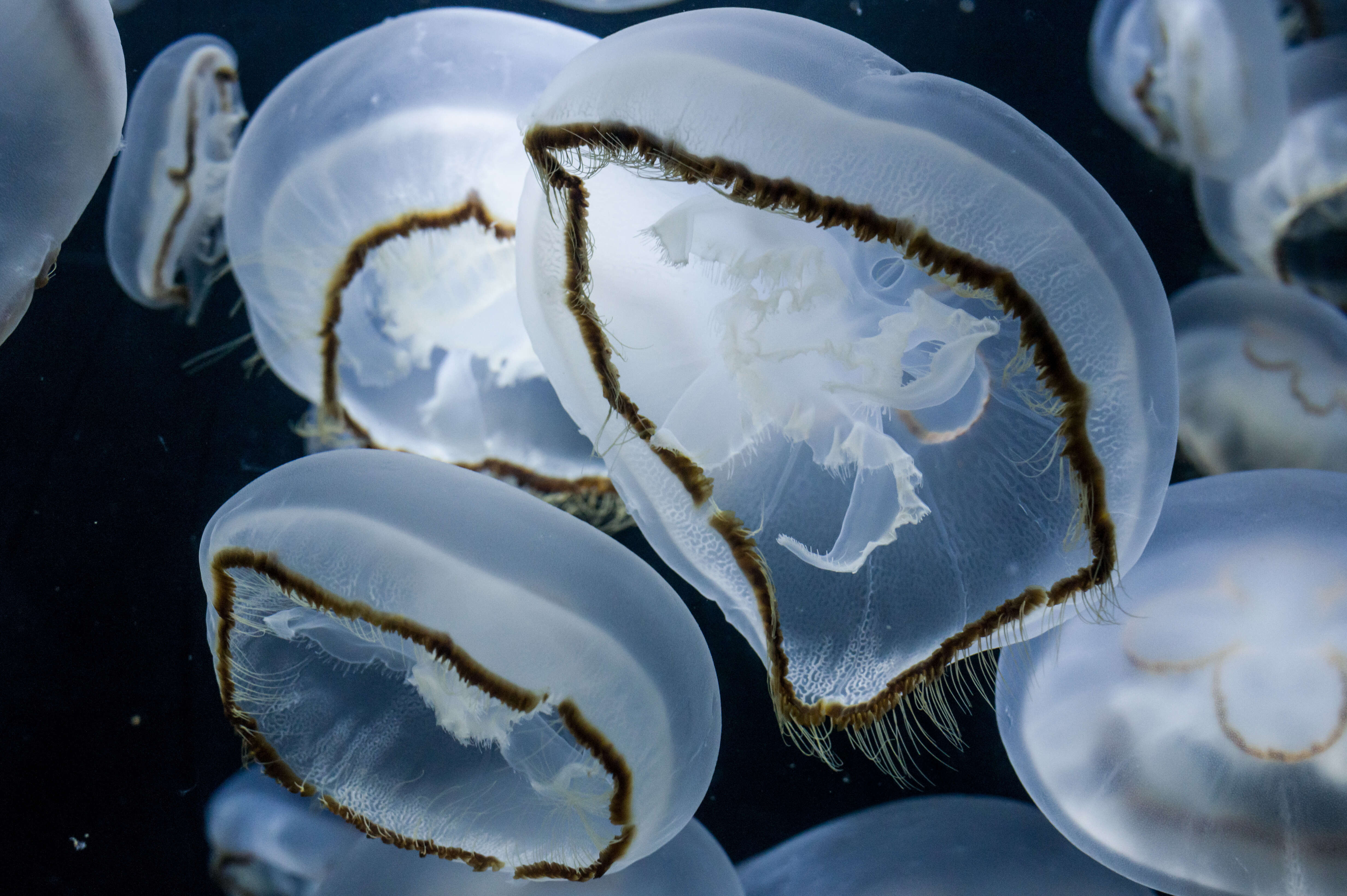 Image of Brown-banded moon jelly