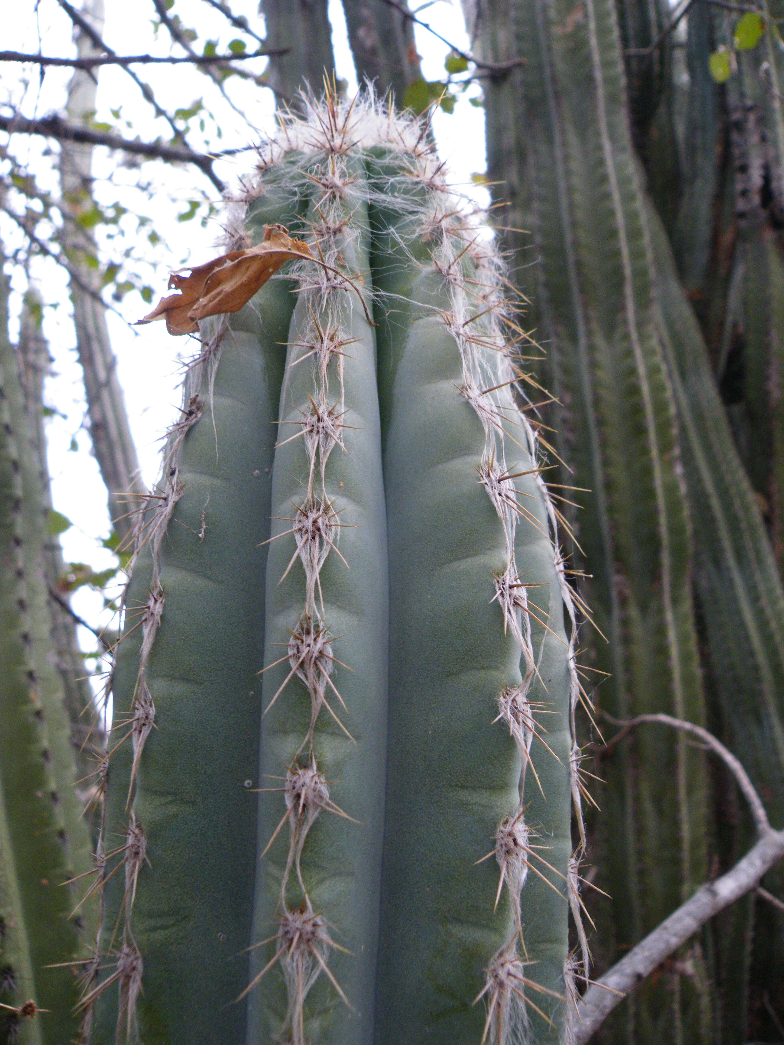 Pilosocereus quadricentralis (E. Y. Dawson) Backeb. resmi