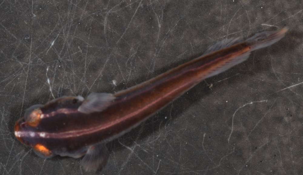 Image of Blenniimorphae