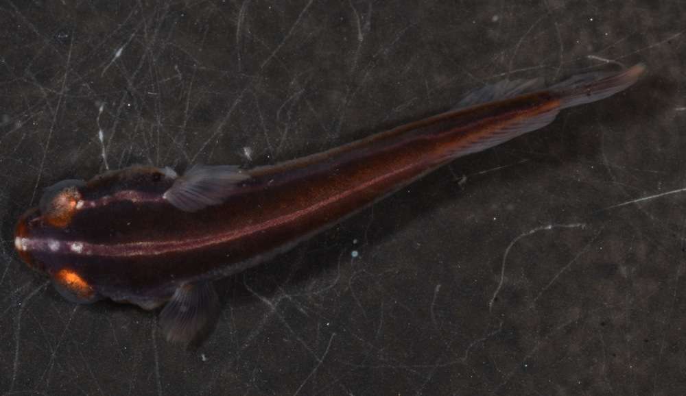Image of Blenniimorphae