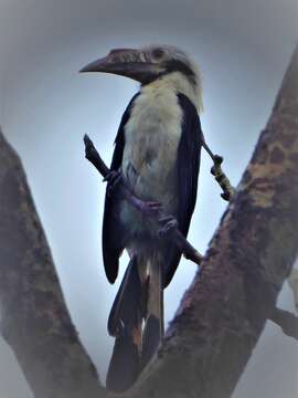 Image of Mindoro Hornbill