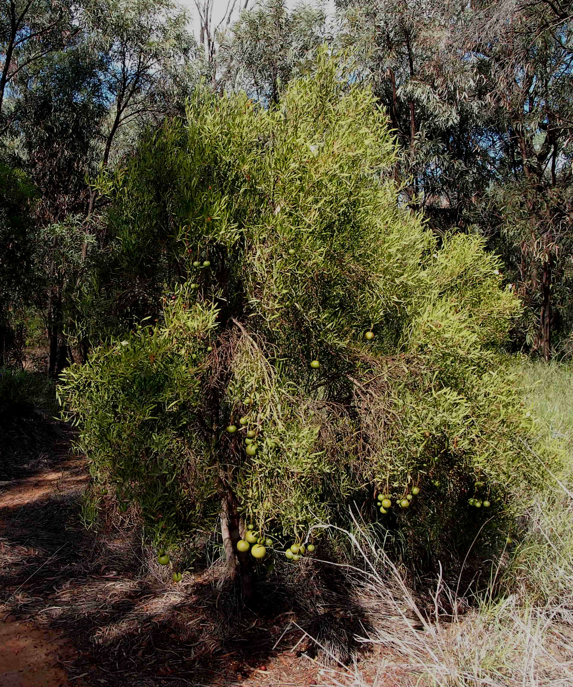 Image de Capparis loranthifolia Lindl.