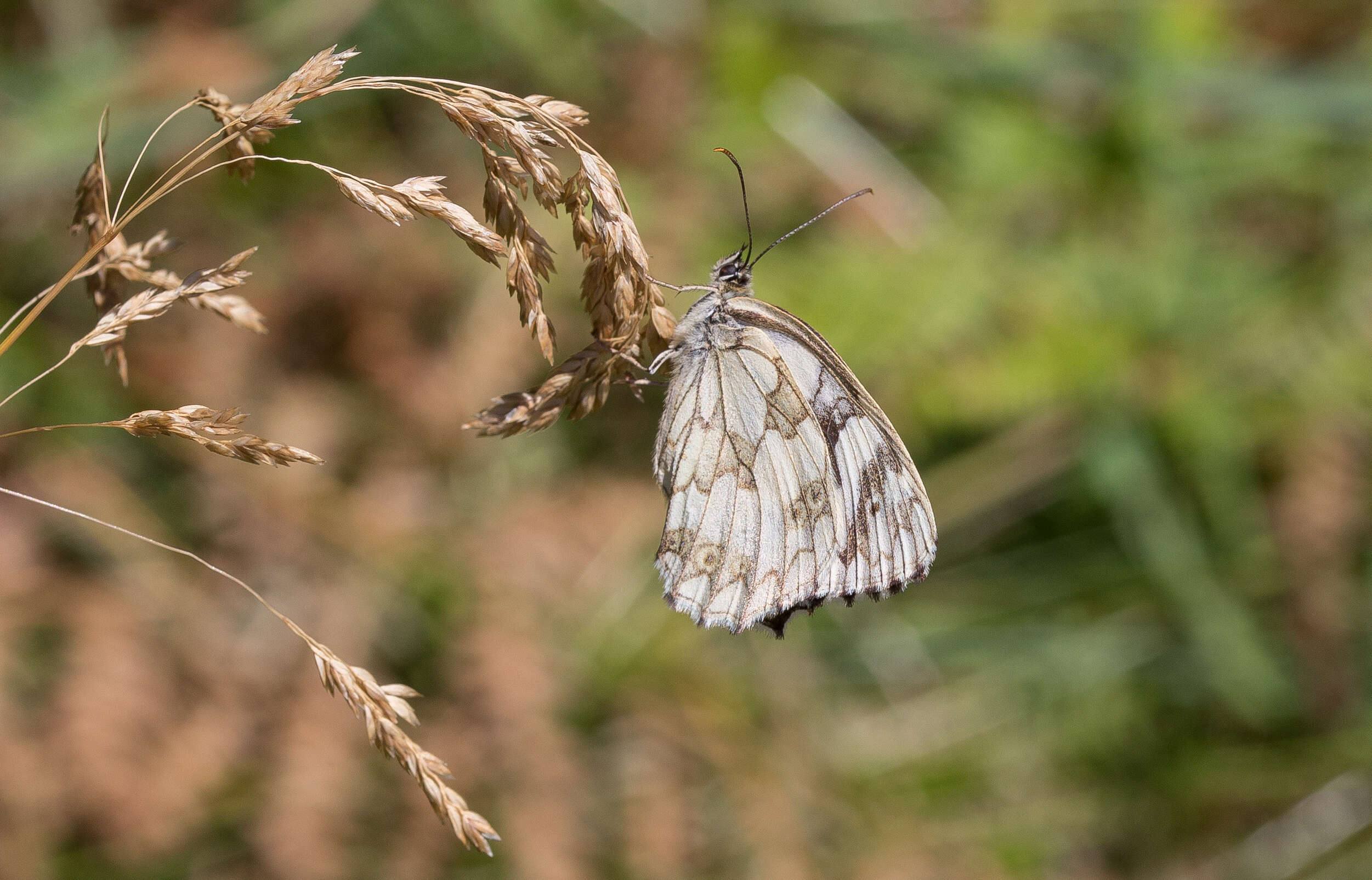 Imagem de Melanargia galathea Linnaeus 1758