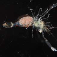 Image of anemone shrimps