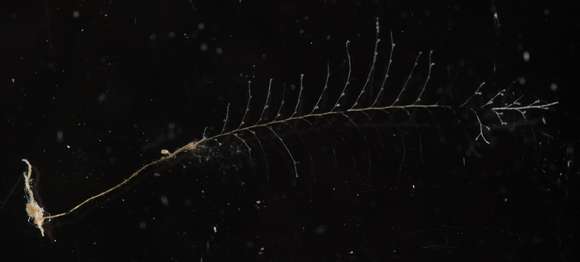 Image of cnidarians