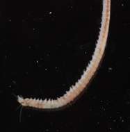 Image of ragworms