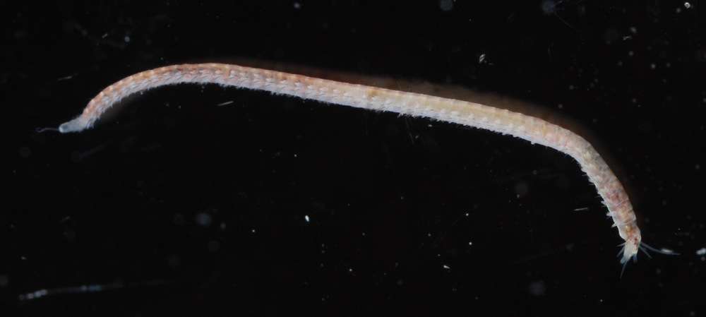 Image of ragworms