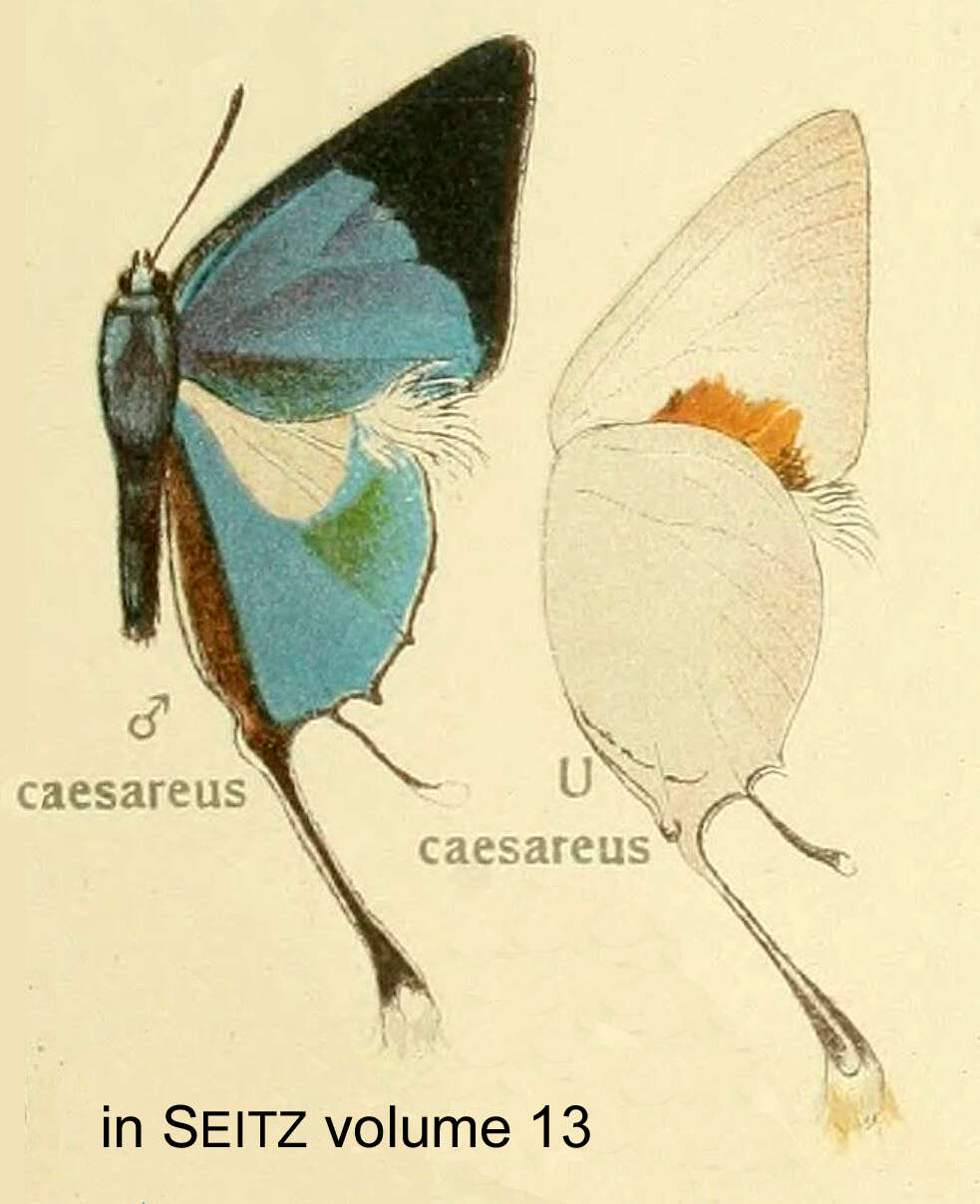 Imagem de Iolaus caesareus (Aurivillius 1895)