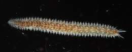 Image of polynoid scaleworms