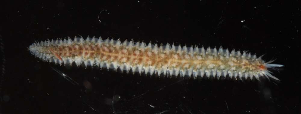 Image of polynoid scaleworms