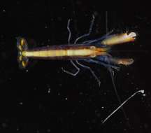 Image of Dirty sand goby shrimp