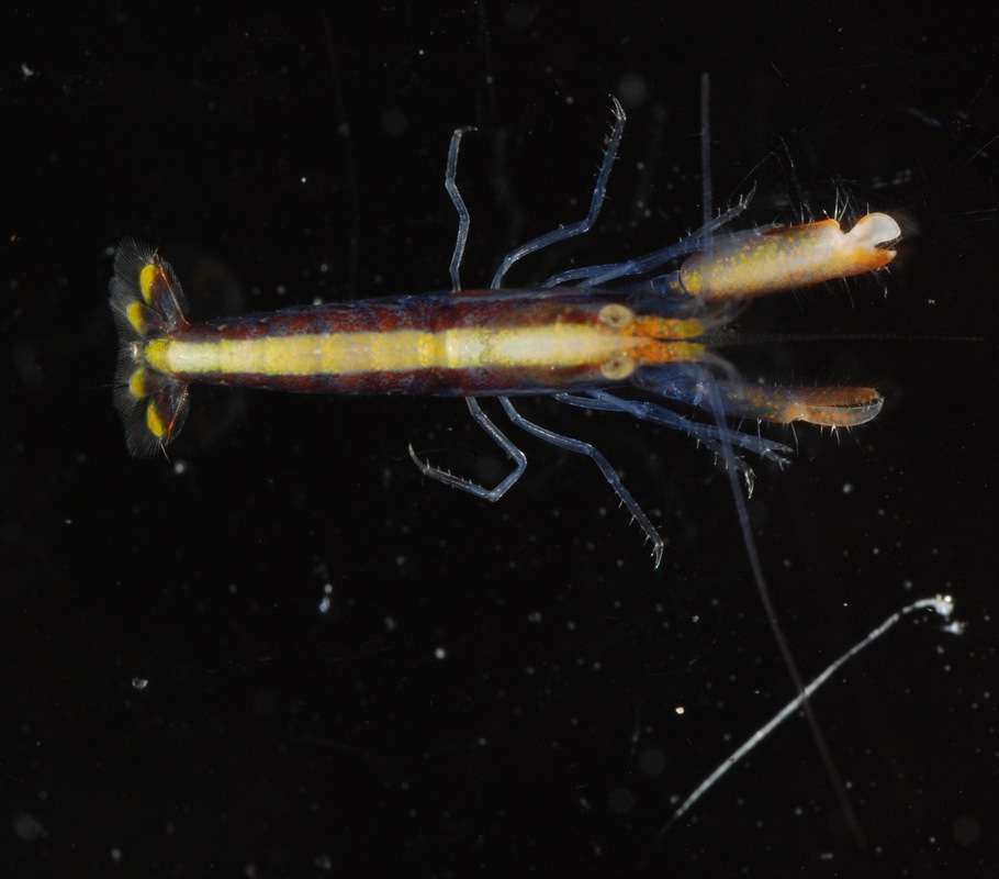 Image of Dirty sand goby shrimp