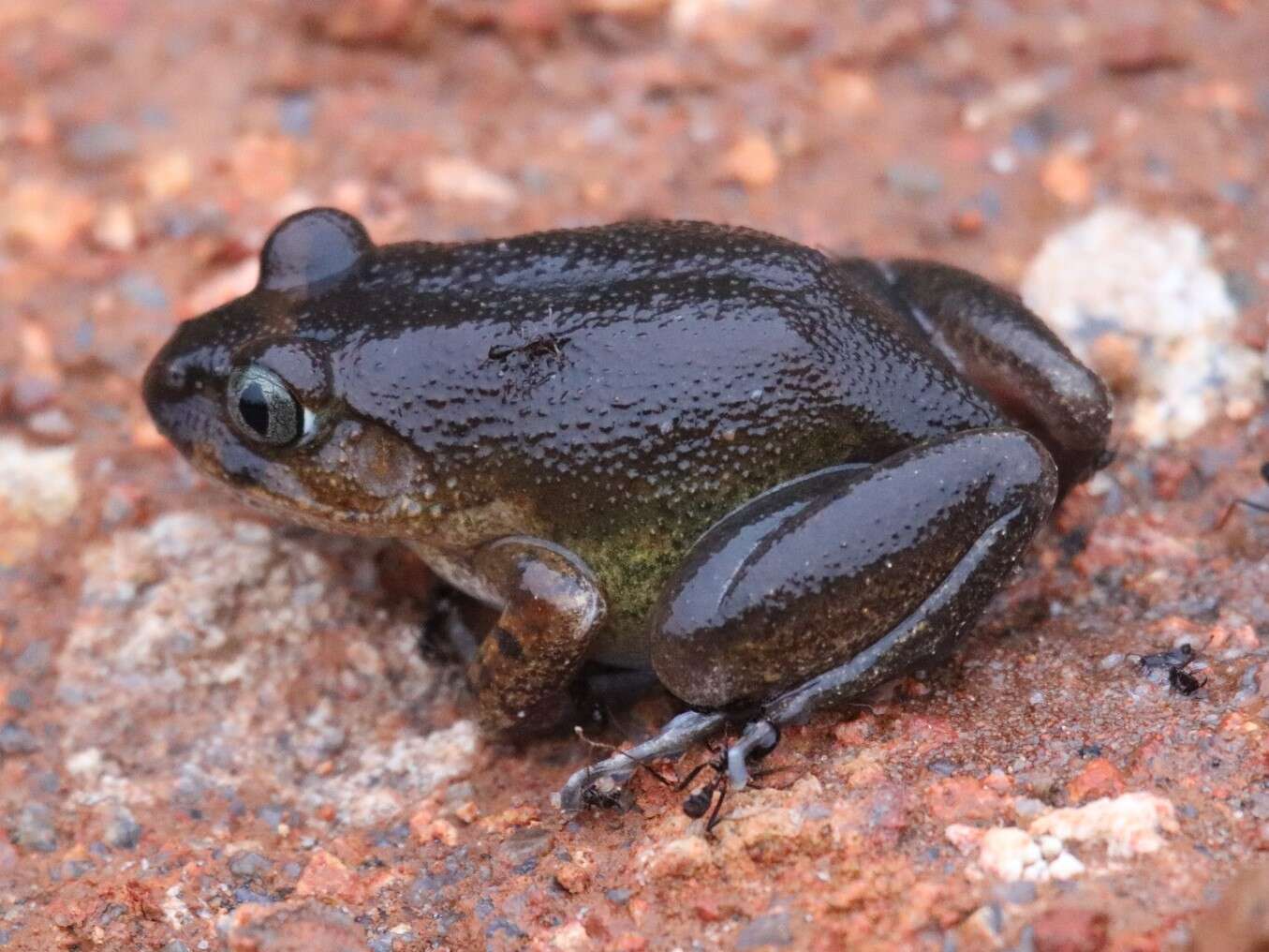 Image de Astylosternus occidentalis Parker 1931