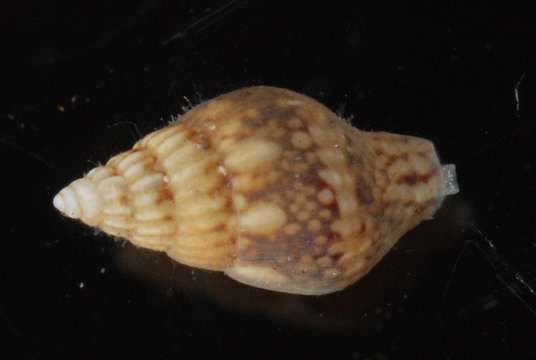 Image of Costoanachis avara (Say 1822)