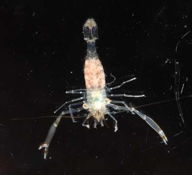 Image of anemone shrimps