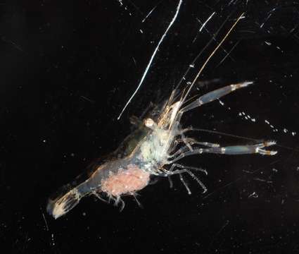 Image of anemone shrimps