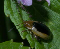 Image of Capraita thyamoides (Crotch 1873)