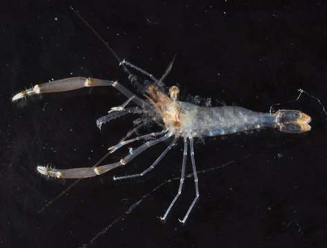 Image of anemone shrimps