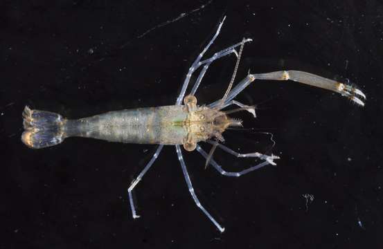 Image of anemone shrimps