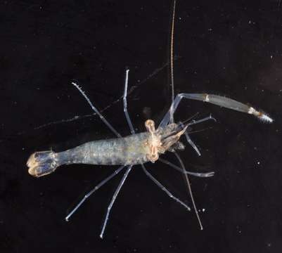 Image of anemone shrimps