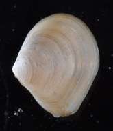 Image of molluscs