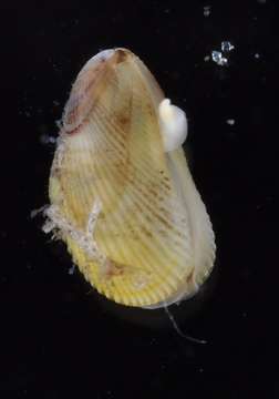 Image of molluscs