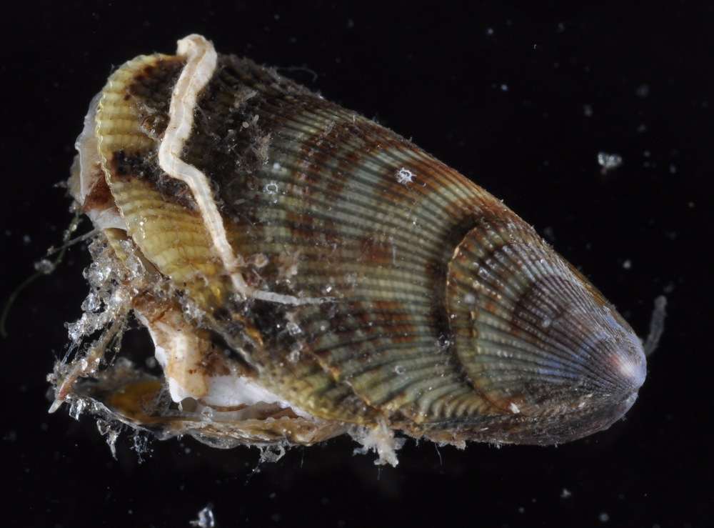 Image of molluscs