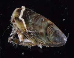 Image of molluscs