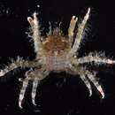 صورة Mithracidae MacLeay 1838