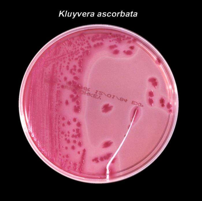 Image of Enterobacteriaceae