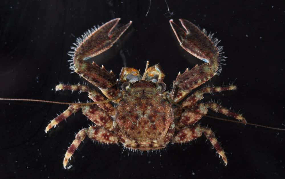 Image of squat lobsters